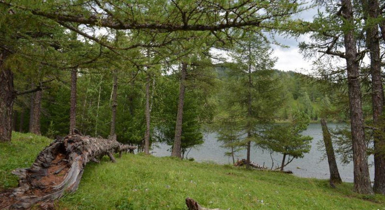 Берег Куландинского озера на Алтае